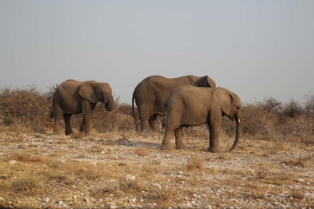 Wonders of Etosha