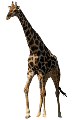 girafe image